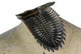 Ventrally-Prepared Hollardops Trilobite - Foum Zguid, Morocco #382847-5